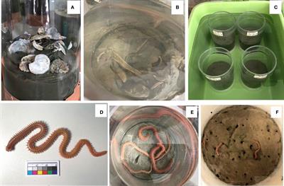Shell accumulation on seabed due to suspended coastal oyster farming and effects on burrowing capacity of the polychaete Perinereis aibuhitensis